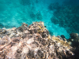 Naklejka na ściany i meble Underwater photography of coral reefs in the red sea. Clear blue water, beautiful corals. Natural natural background. Place to insert text. The theme of tourism and travel.