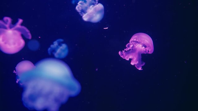 Authentic shot of a jellyfish free swimming in crystal clear water aquarium.