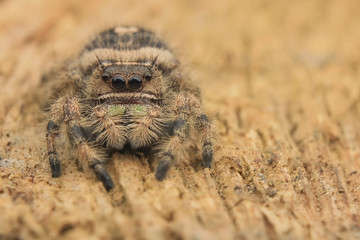 hyllus diardi or jumping spider male asian borneo