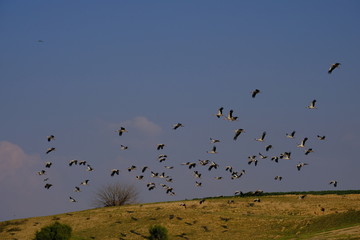 flock of birds flying in blue sky