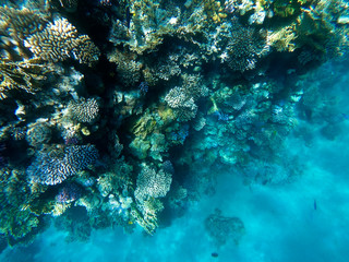 Naklejka na ściany i meble Underwater photography of coral reefs in the red sea. Clear blue water, beautiful corals. Natural natural background. Place to insert text. The theme of tourism and travel.