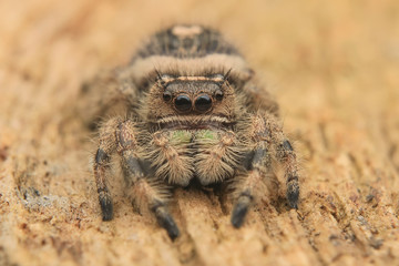 hyllus diardi or jumping spider male asian borneo