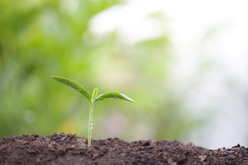 Young green plant with dew growing