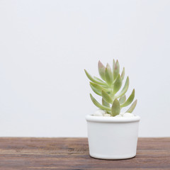 Crassula ovata plant in small white pot on brown wooden table