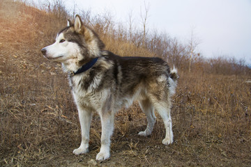 Naklejka na ściany i meble Big Alaskan Malamute standing on a ground and looking straight. Early spring or fall.