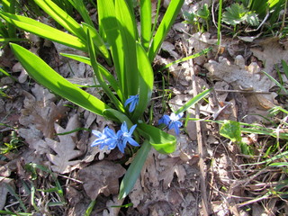 onions in the garden