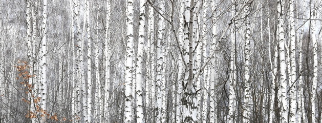 Birch trees with black and white birch bark as natural birch background with birch texture