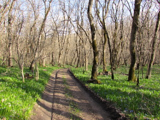 path in forest