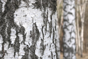 Obraz premium Brzozy z czarno-białą korą brzozy jako naturalne tło brzozy z teksturą brzozy