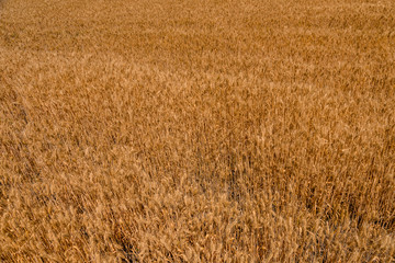 Background of the ripe yellow wheat. Agricultural concept