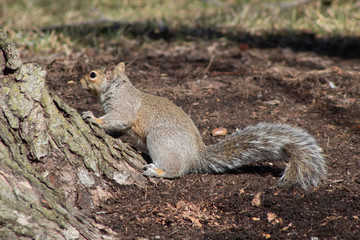 squirrel in the park