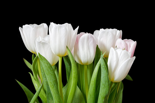 White tulip flowers on black background