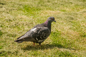 Bird dove on the background with green grass 