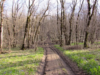 path in the forest