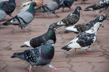 Bird dove on the background with grey asphalt 