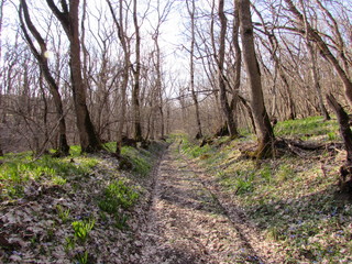 path in forest