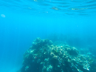 Fototapeta premium Underwater photography of coral reefs in the red sea. Clear blue water, beautiful corals. Natural natural background. Place to insert text. The theme of tourism and travel.
