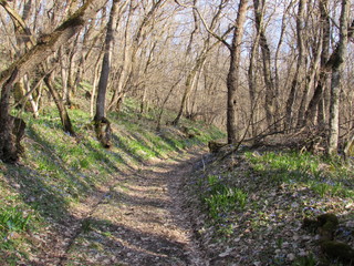 path in forest