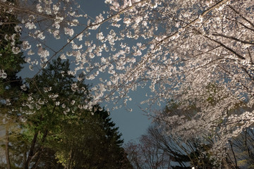 曇り空の夜桜