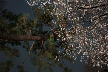 Obraz na płótnie Canvas 曇り空の夜桜