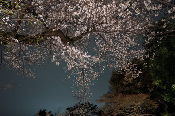 曇り空の夜桜