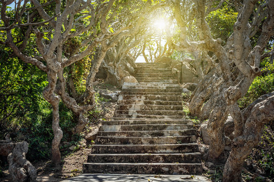 Old stone staircase in a tropical grove, illuminated by the sun