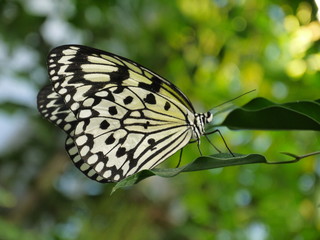 Schmetterling