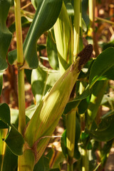 Ear of corn in natural daylight on a summer day