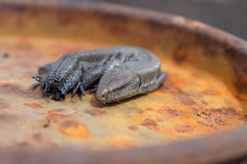 Dead lizard without tail on rusty surface close-up
