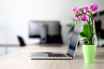 Neat workplace for woman with wooden table, laptop computer and a pink flower