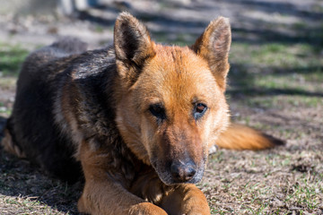 Old purebred german shepherd close up portrait on a bright sunny day .