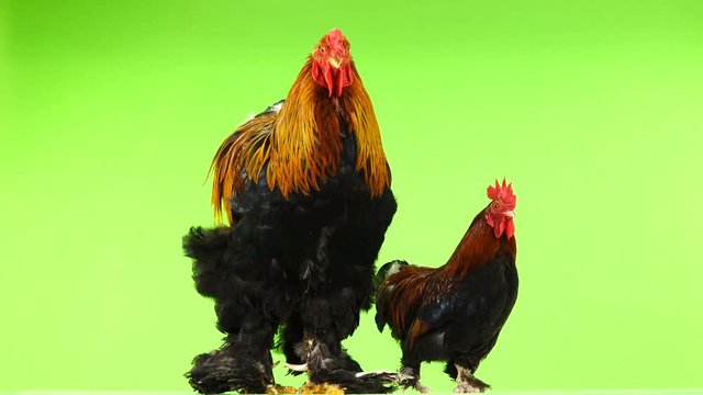 mali and big rooster, same age, on green screen