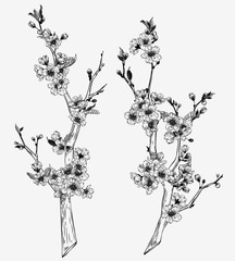 Hand drawn vintage sakura branches illustration set. Botanical graphic sketch collection for cards, invitation, prints, posters, tattoo, clothes, t-shirt design, pins, patches, badges, stickers.