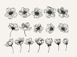 Hand drawn set of sakura flowers in vintage style. Black and white collection of cherry blossoms graphic element for cards, invitation, prints, posters, tattoo, clothes, t-shirt design. © little_airplane