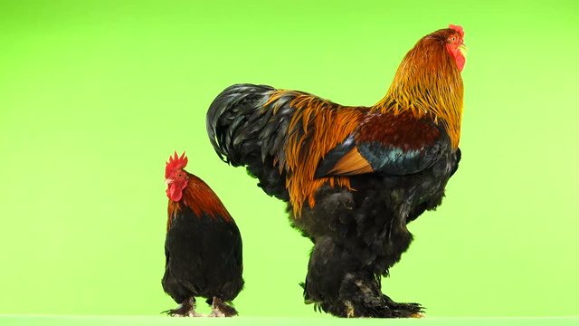 mali and big rooster, same age, on green screen