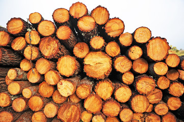Forest logging of the wood industry, trunks of pines stacked, wooden background