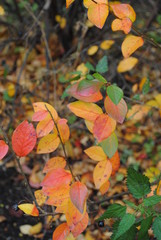 colorful autumn leaves