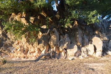 Arganbaum oder Arganie Marokko