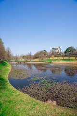 Fototapeta premium 午後の公園