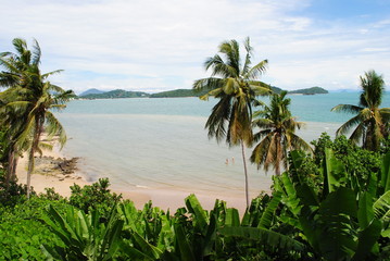 palm tree on tropical beach