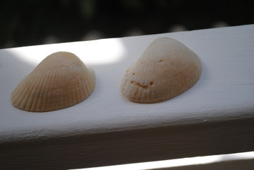 shells