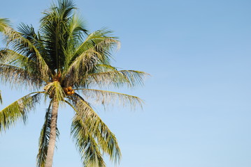 palm tree and blue sky