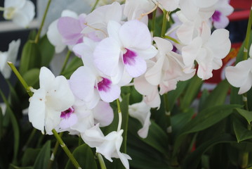 beautiful orchids