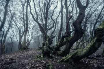 foggy forest