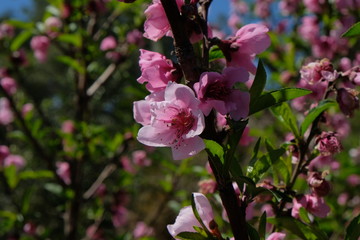 pink flowers in the garden