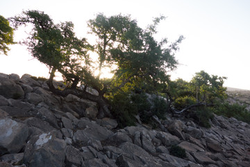 Arganbaum oder Arganie Marokko