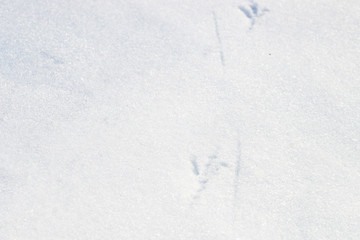 Obraz premium Traces of birds in the snow