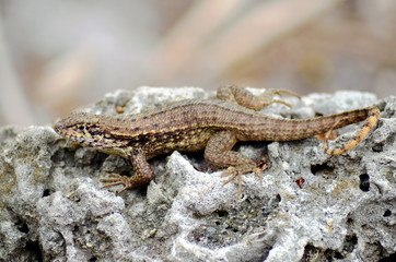 lizard on a rock