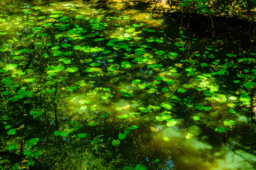 Obraz premium Water lily pads on a surface of the lake in forest