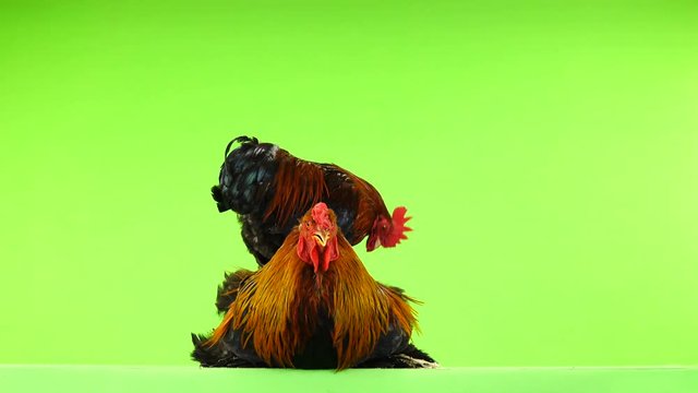 mali and big rooster, same age, on green screen